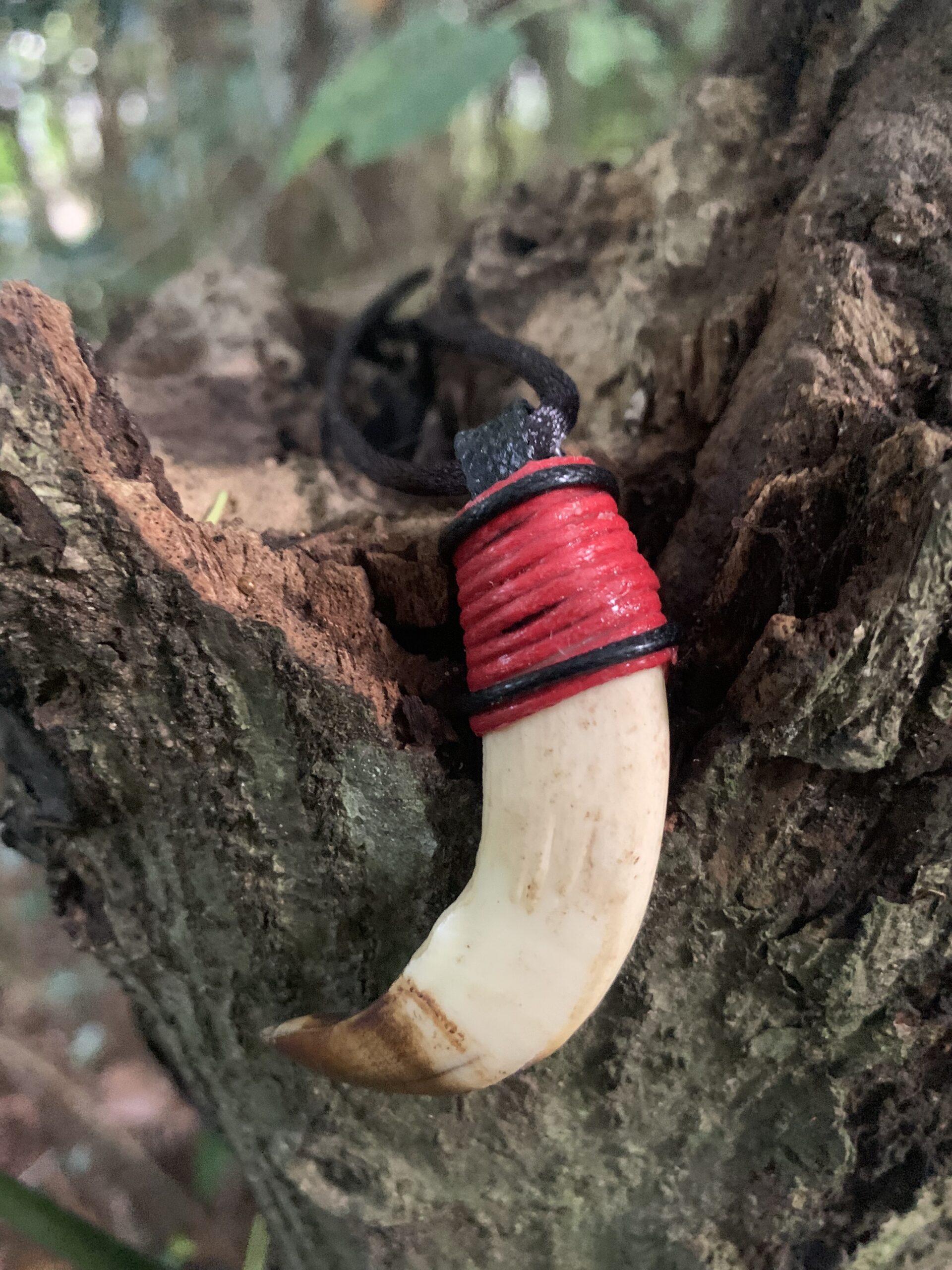 Wild Boar Fang Necklace – Dayak Protection Amulet